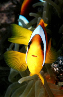 Previous